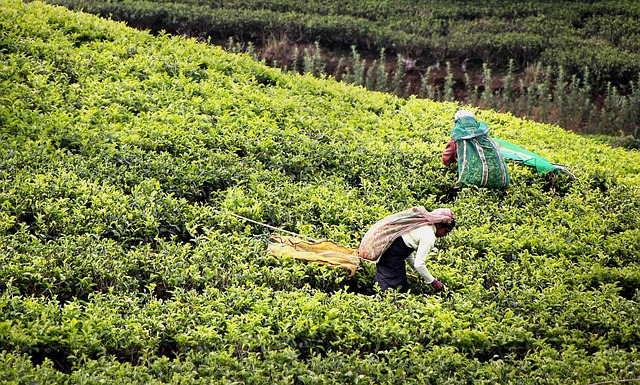 Day 2: Kandy to Nuwara Eliya